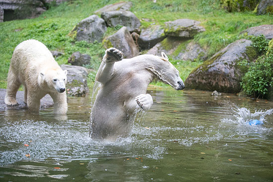 Eisbärein Nanook (re.) und Nuna im Tierpark Hellabrunn (©Foto: Tierpark München / Marc Müller)